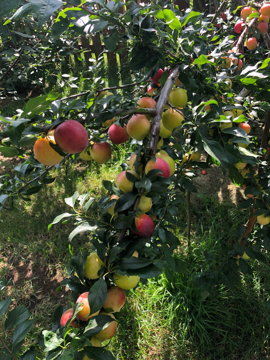 Моя яблонька 