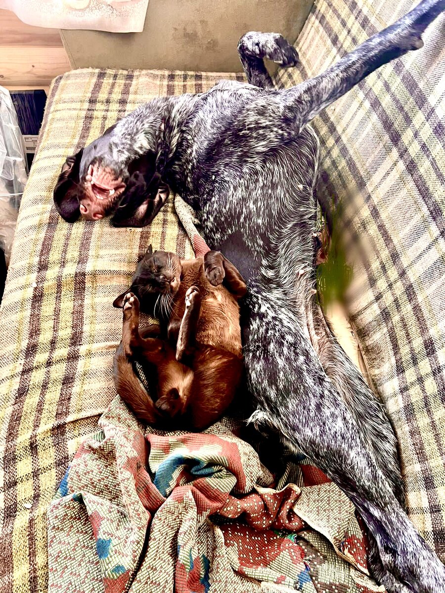 На фото запечатлены забавные кадры необыкновенной дружбы нашего бурманского кота Ричарда с дратхааром Кирой)))