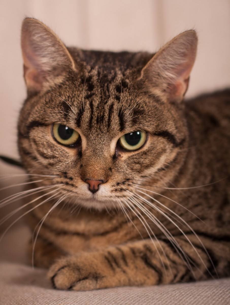 яндекс фото