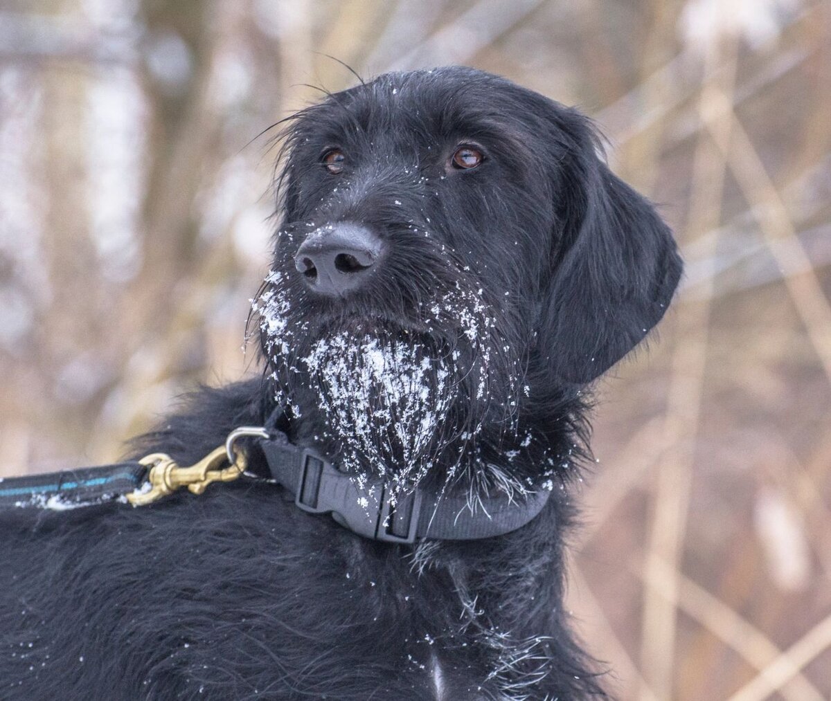 "Где ж мои хозяева всё ходят..."