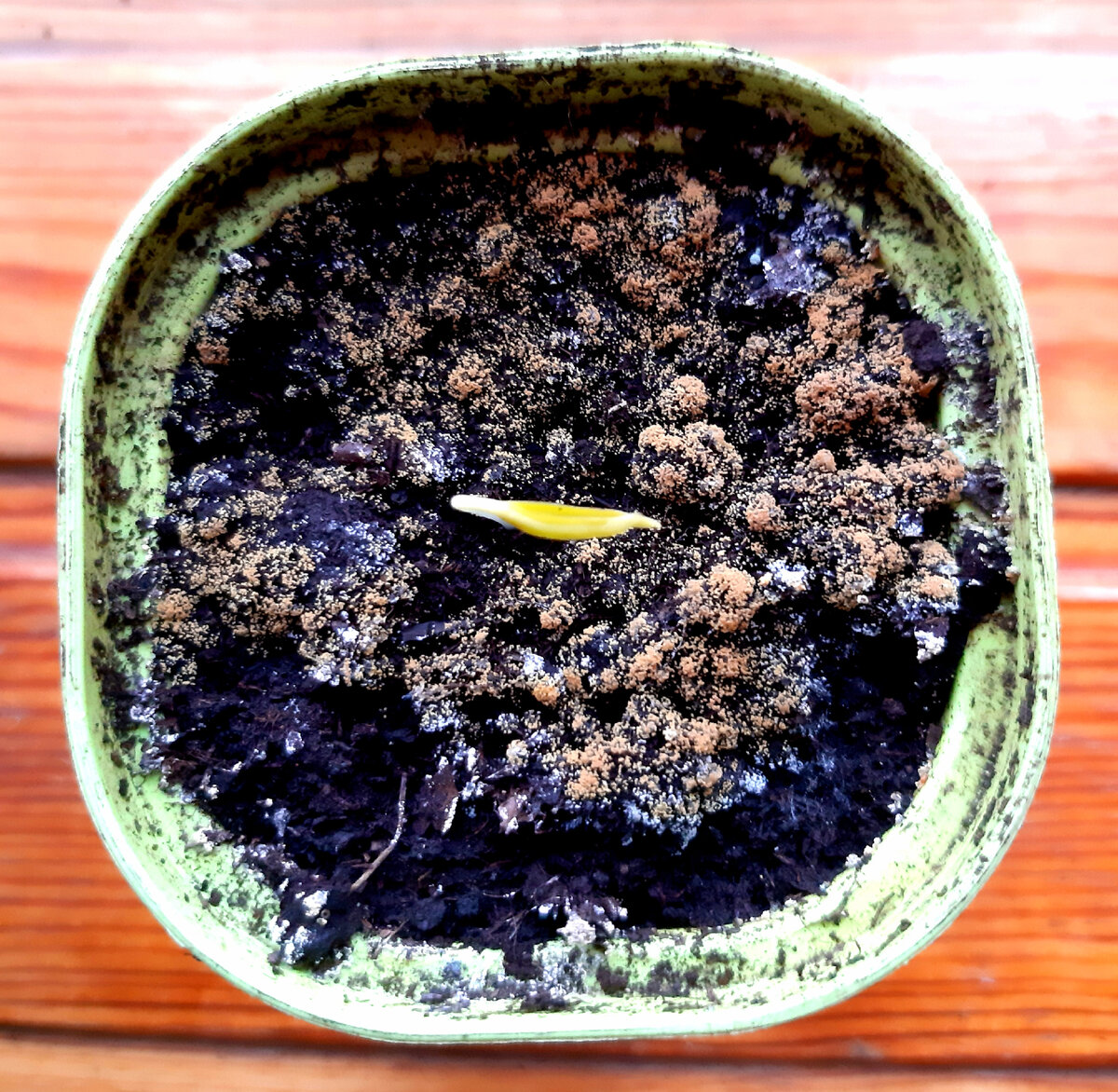 Плесневый грибок - вторая стадия. Фото автора. 