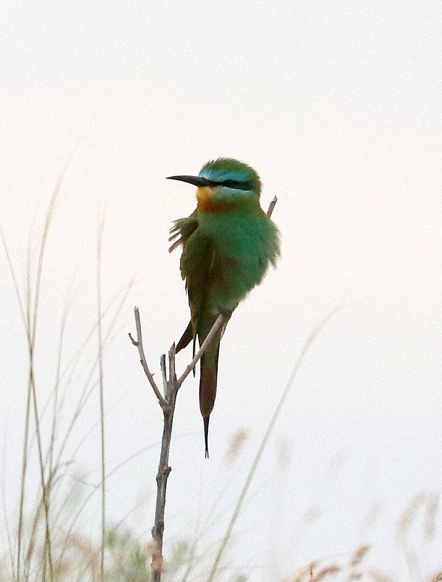 ЩУРКА ЗОЛОТИСТАЯ (Merops apiaster) - Фауна Беларуси