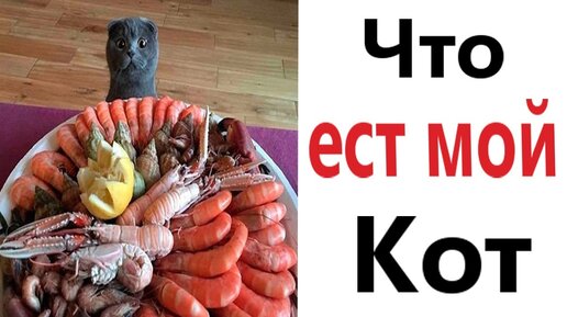 ПРИКОЛЫ! ЧТО ЕСТ МОЙ КОТ - МЕМЫ!!! Смешные видео – Доми шоу!