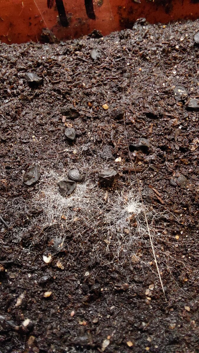 Плесень на рассаде от семян