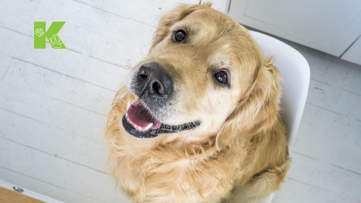 Голден-попрошайка:)