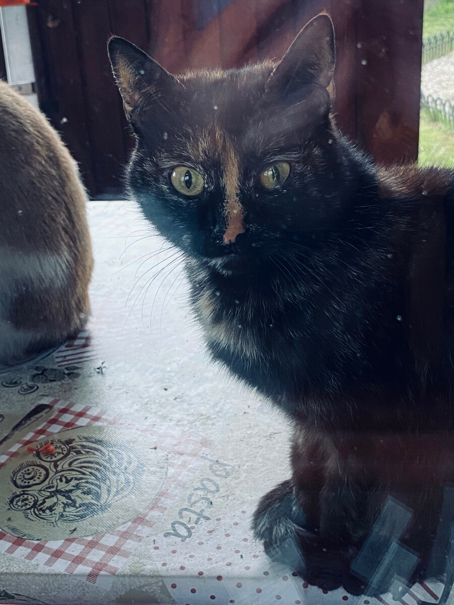 Дайте две! Симка выпрашивает рыбку! Везде фото автора.