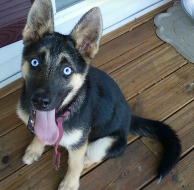      Хаски скрещенная с немецкой овчаркой