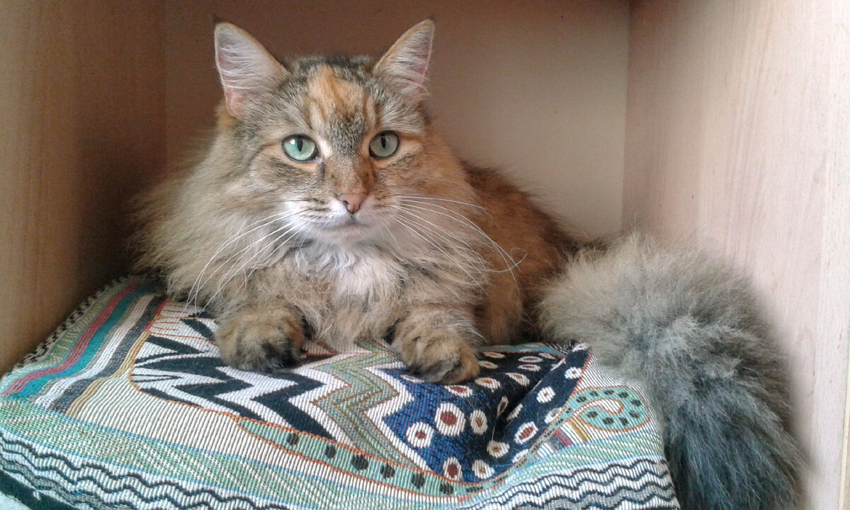 Мусенька, 8,5 лет. Одна из наших кошек. Уважает индейку. 