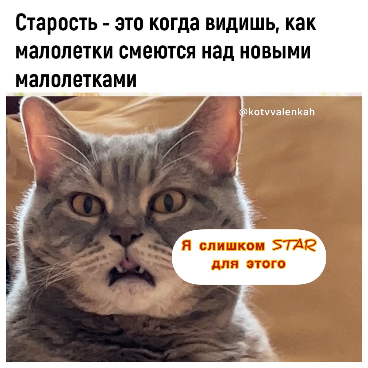 Мемы 1 апреля и дурацкий опрос 😸 | Кот в валенках Марсель | Дзен