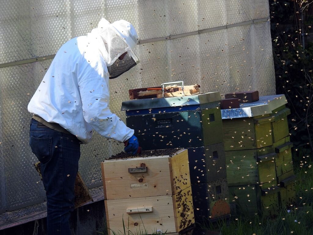 Рецепты пчеловодства: секреты пчеловодов для достижения прибыли