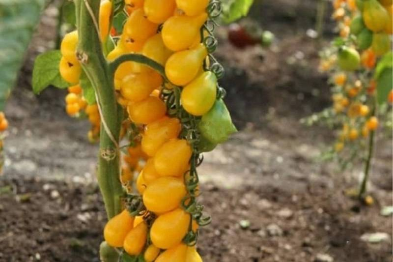 Томат Золотая Кисть