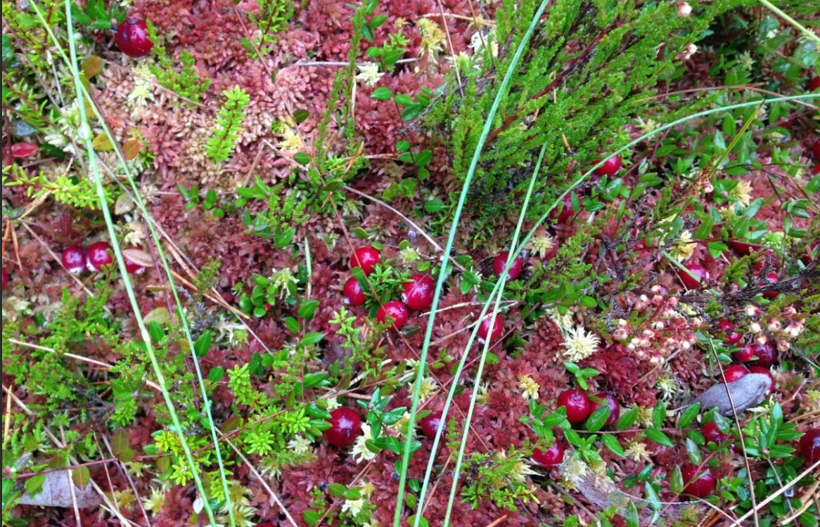 (фото из телекоммуникационной сети Интернет)