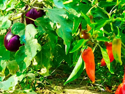 перец в теплице. грядка для перцев и баклажанов. можно сажать перец рядом баклажанами. баклажан тепличный. можно сажать перец рядом баклажанами.
