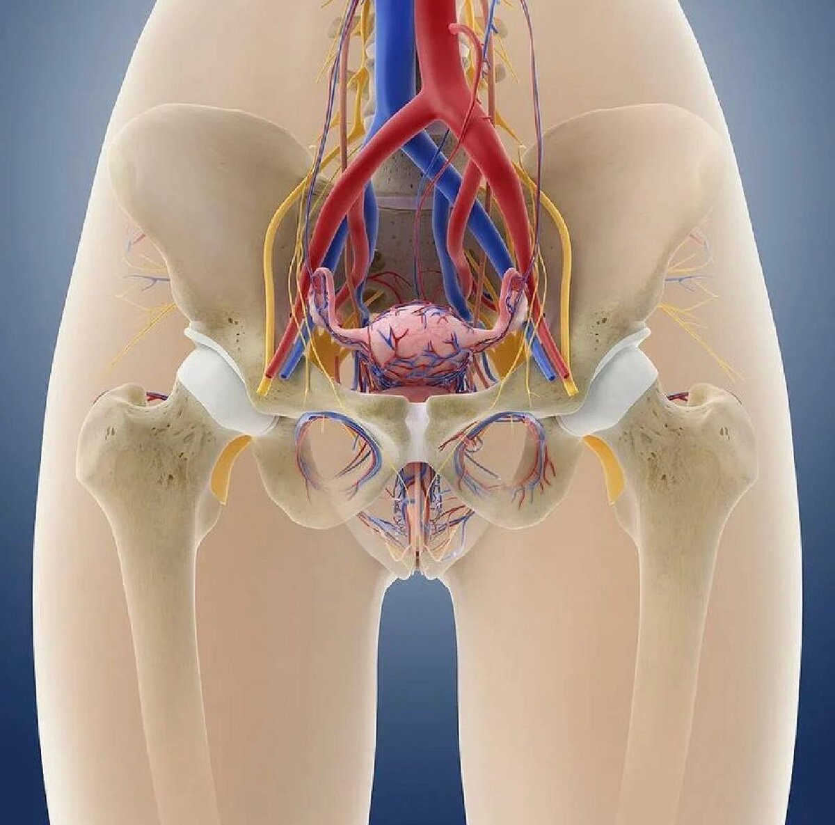 органы малого таза у женщин расположение фото