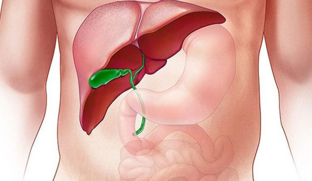 Из за чего появляется желчный пузырь. Печень и желчный пузырь.