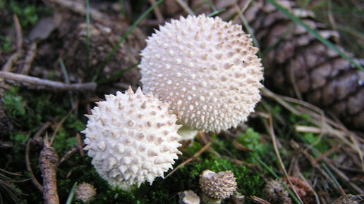 Дождевик шиповатый (Lycoperdon perlatum). Как выглядит гриб на месте произрастания.