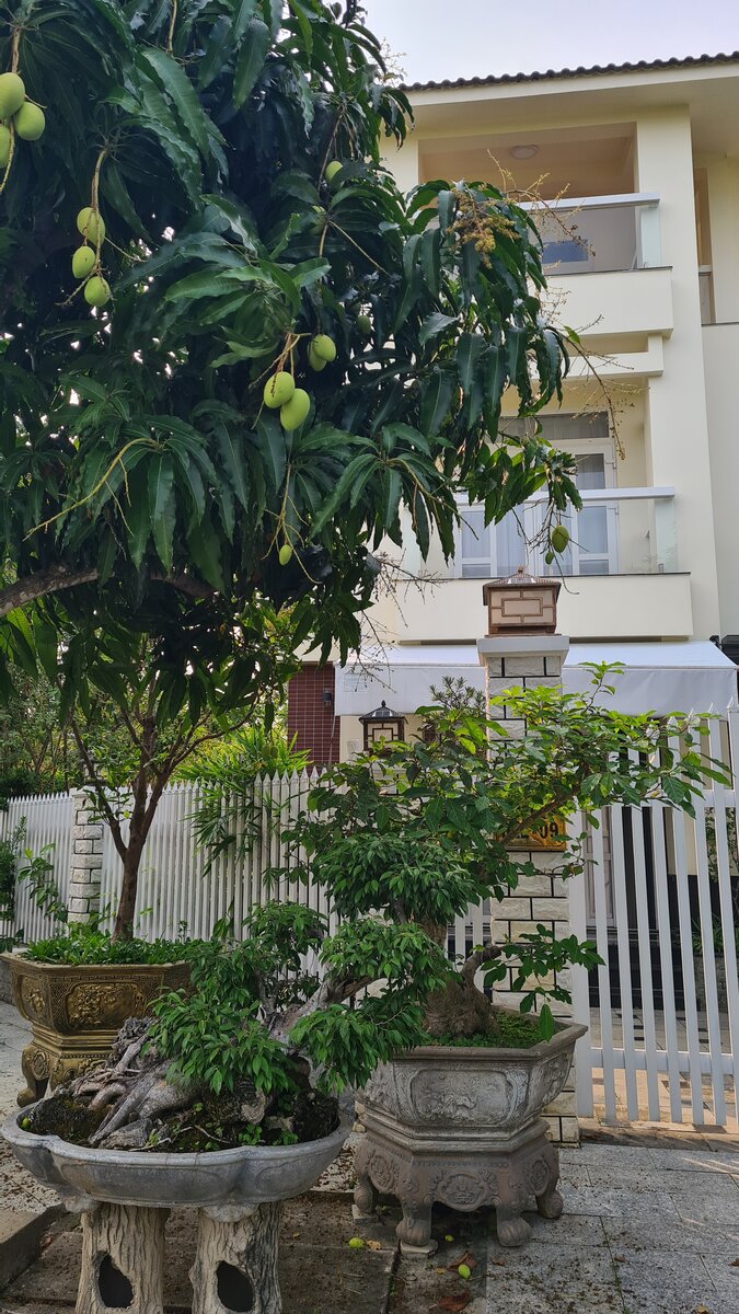 По этическим соображениям фото "ситуации" я не прилагаю, поэтому вот вам манго во дворе местного дома.