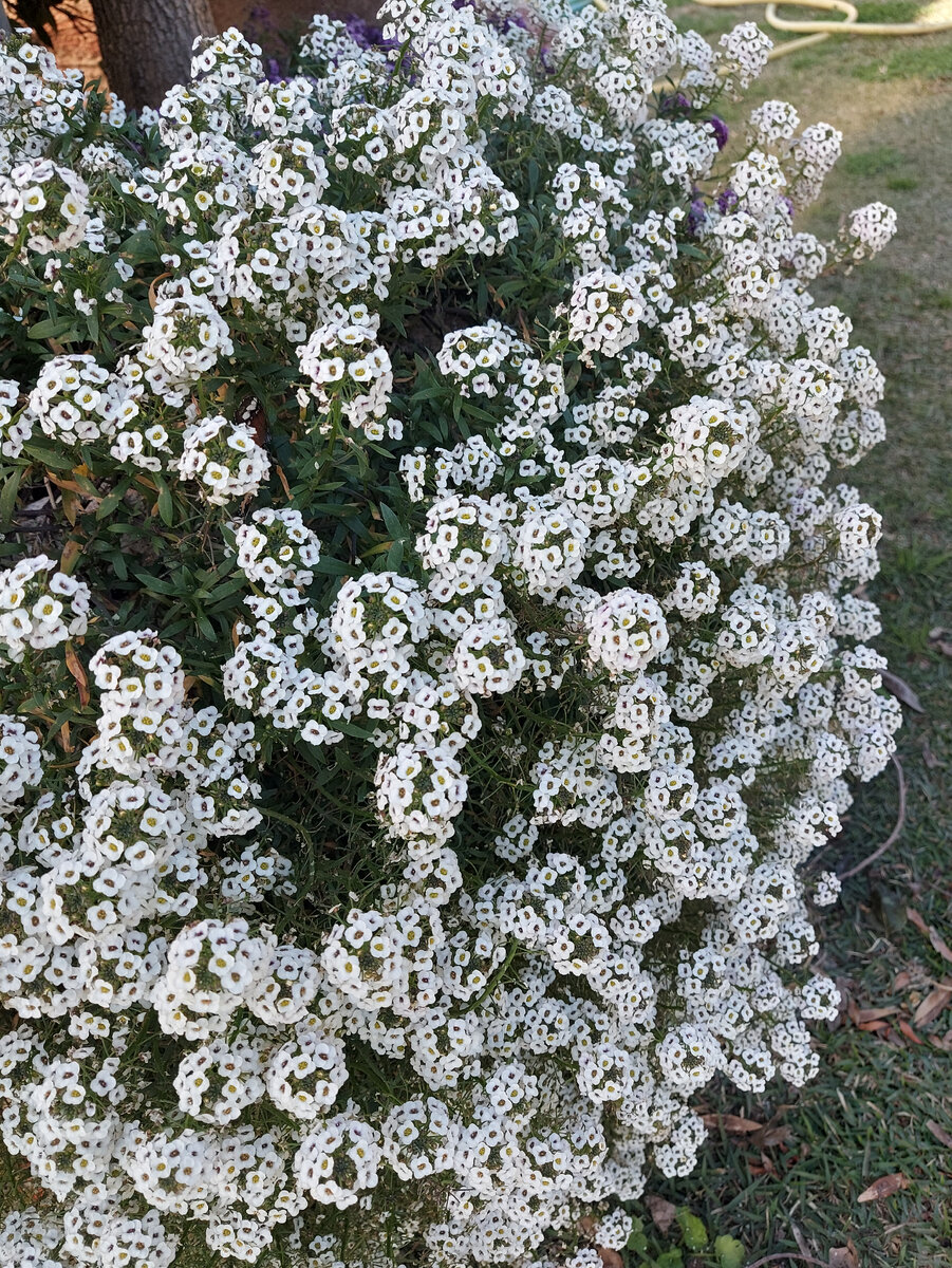 Немного цветенья  и радости Вам.