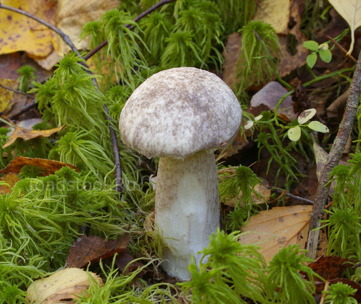 Довольный гриб. Подберёзовик разноцветный Leccinum variicolor. Подберезовик мраморный. Приморский гриб подберезовик. Мраморный обабок