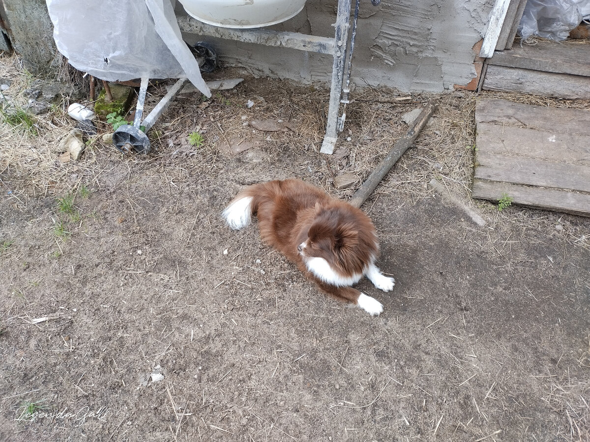 И эта помогает изо всех сил ))