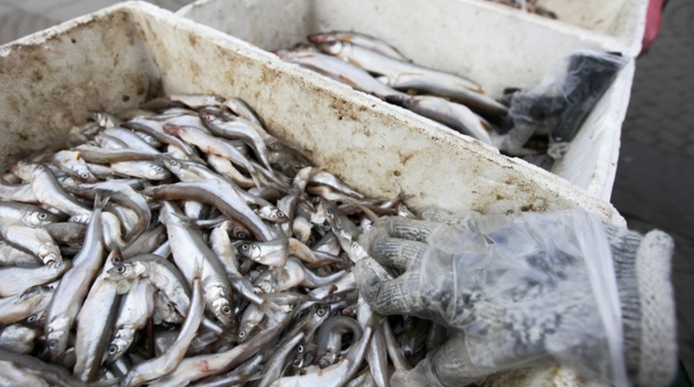    Корюшка. Фото: Baltphoto/Ирина Мотина