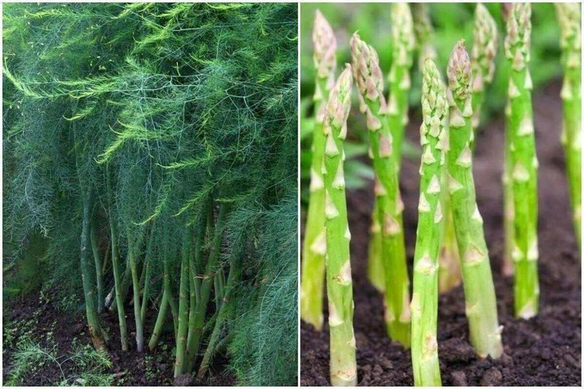 Спаржа - весенний овощ для похудения. 3 простых и вкусных рецепта с ней. |  СмакБург | Дзен