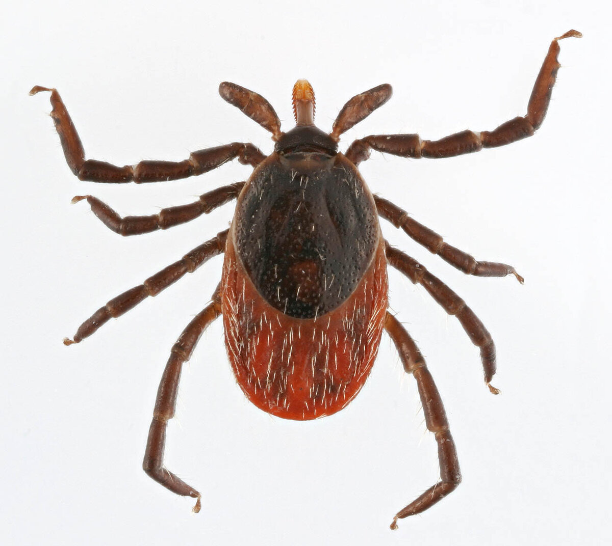 Ixodes ricinus