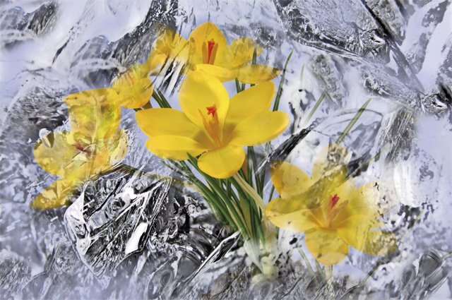    Как защитить сад и огород от возвратных заморозков?