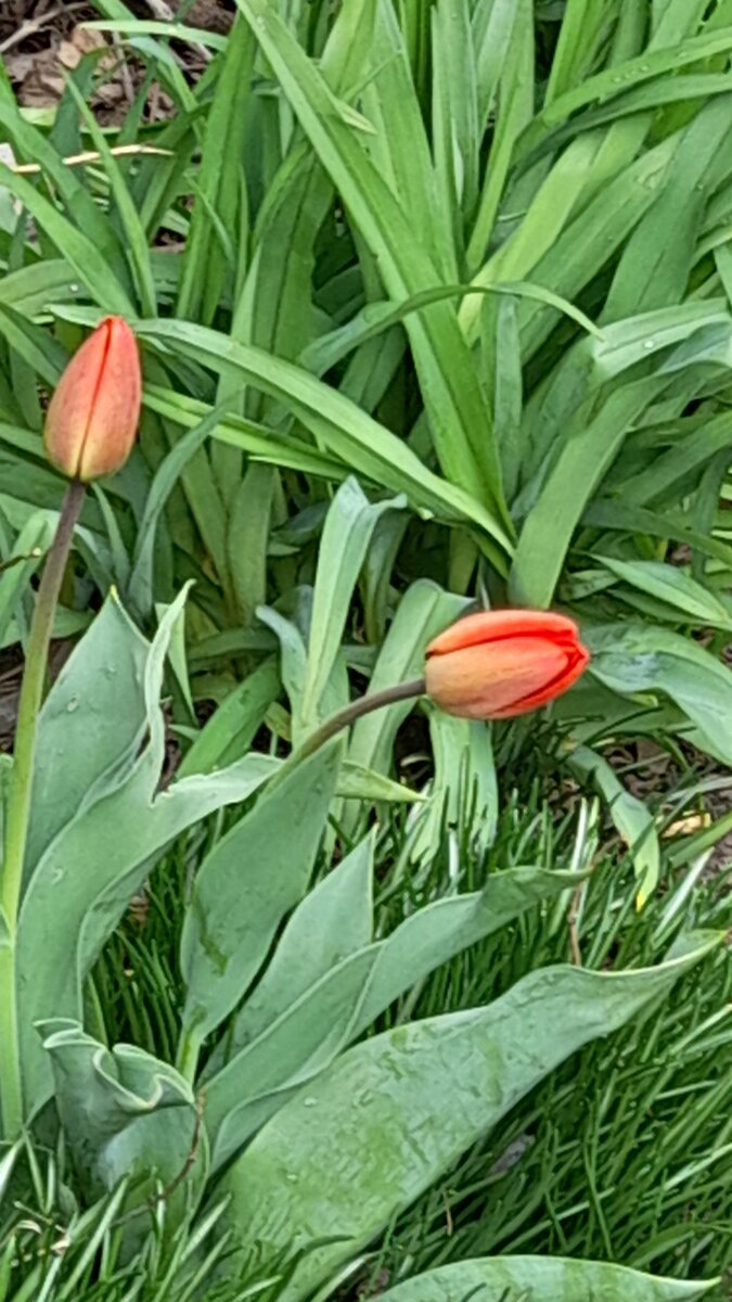 Первые тюльпаны