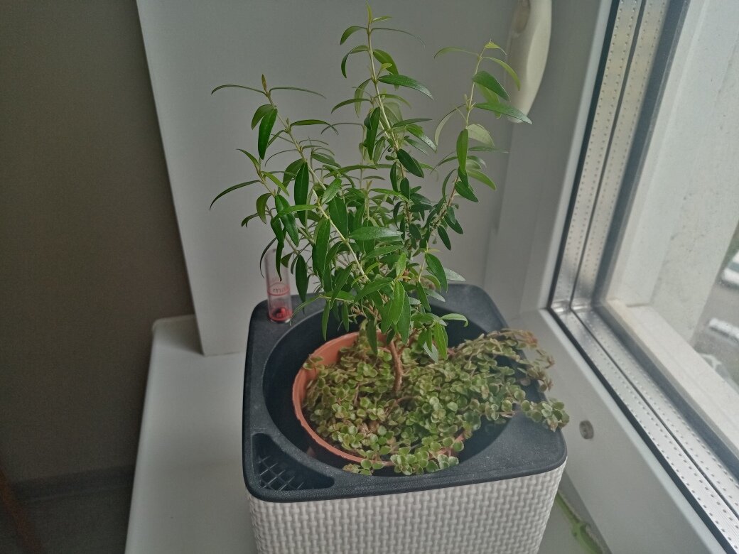 Пилея депресса в посадке с миртом. Фото автора