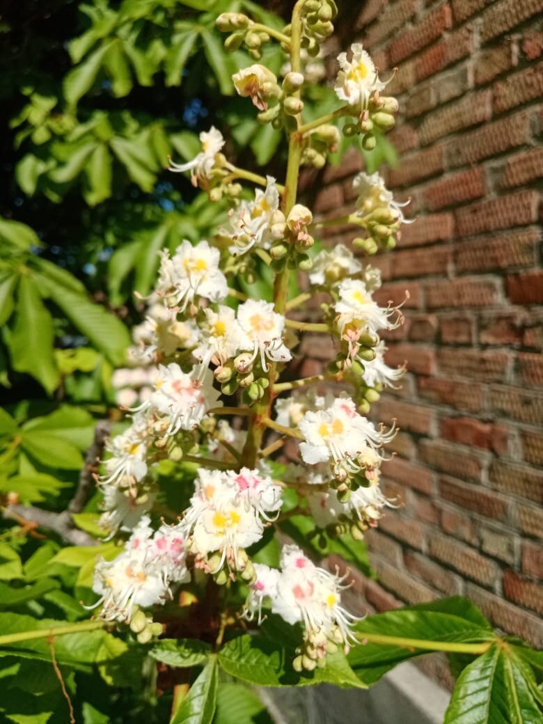 Каштаны цветут 