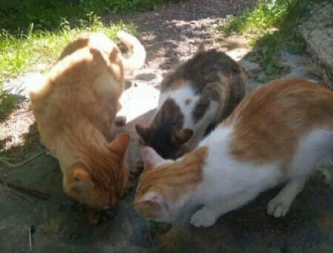 Мама-кошка и ее подросшие котятки