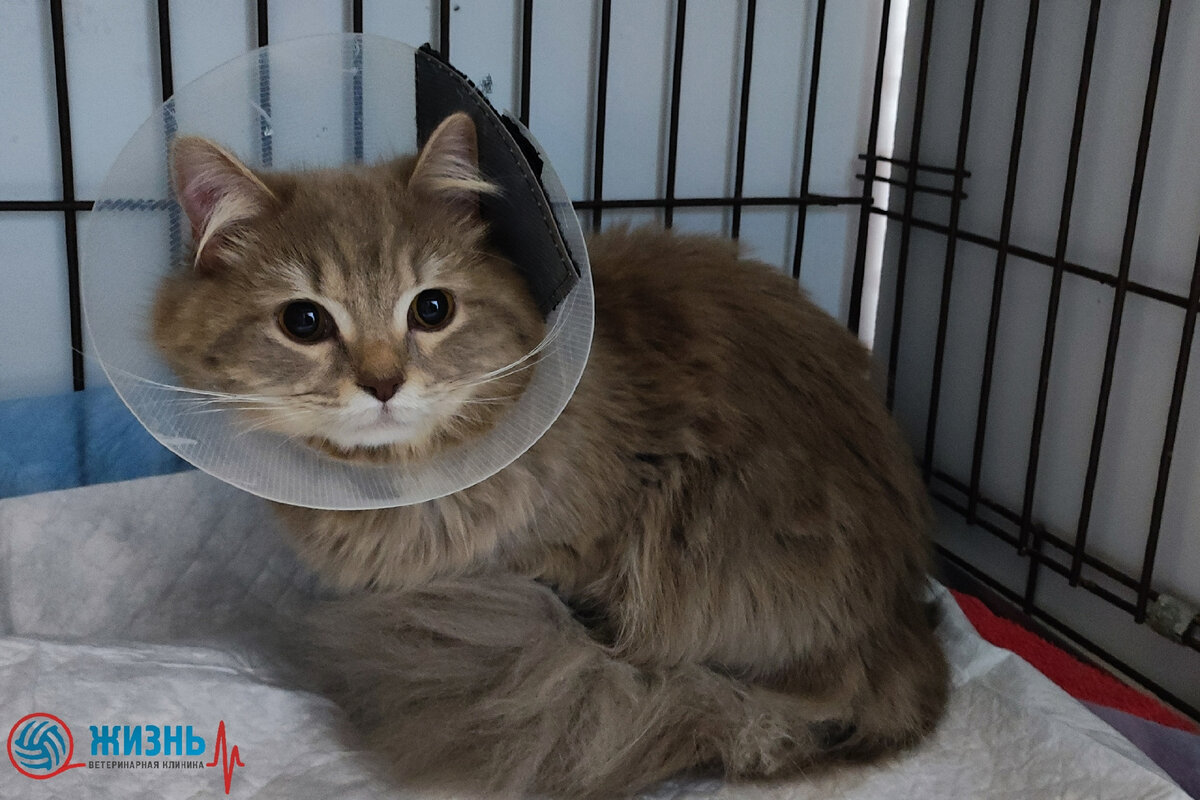 Кот Лисик на стационаре в ветеринарной клинике в Калуге "Жизнь"