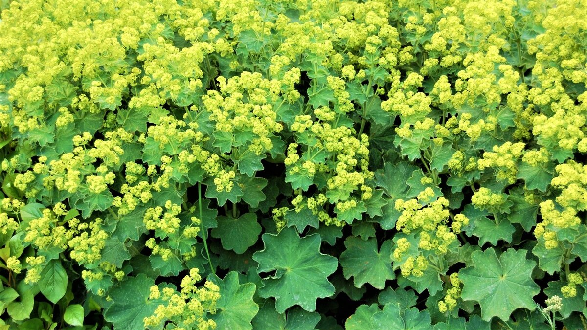 Красивые цветы, которые со временем вытеснят сорняки! | GardenLife | Дзен