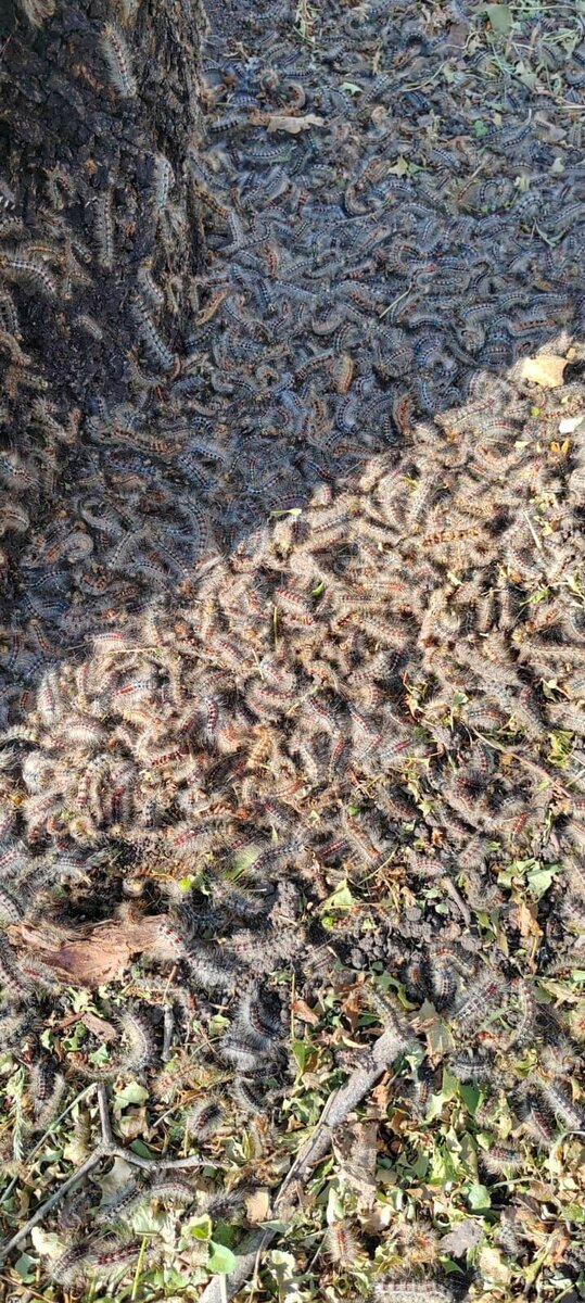 Биләр урманындагы кортларФото: © Рамил Нуруллин