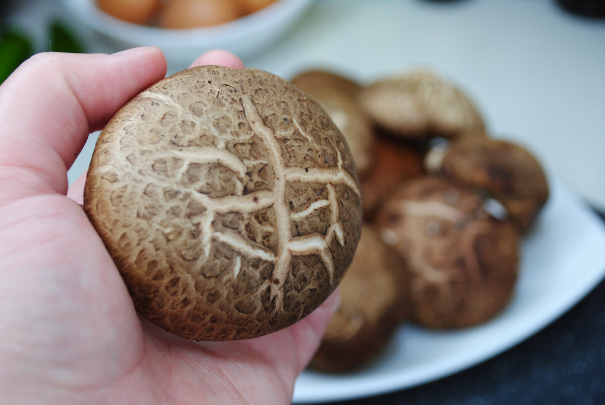 листай фото | Гриб шиитаке шляпка