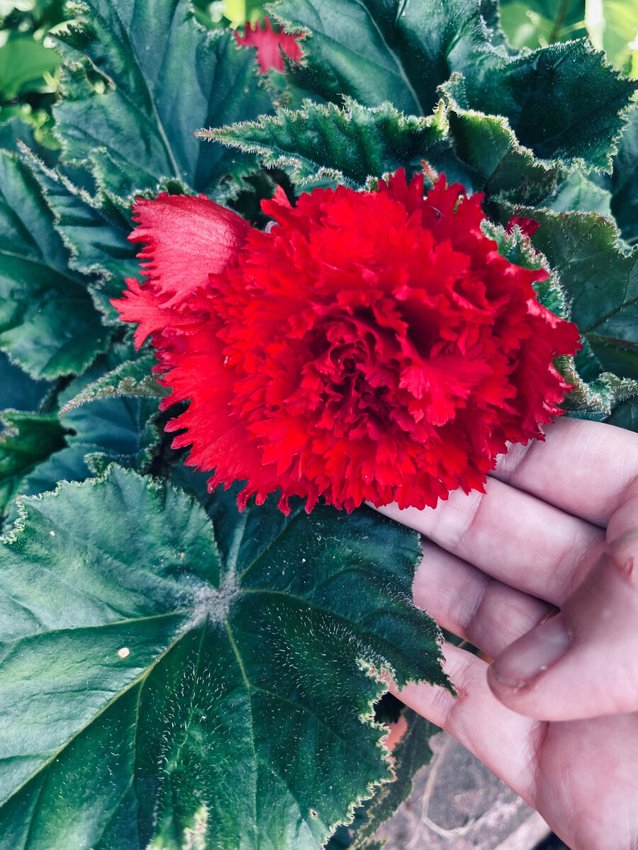 Вот выглядит бегония Дарк Ред в жизни, 