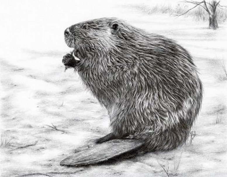 бобер графика. векторный бобер. бобер рисунок. бобер графика. бобр карандашом.
