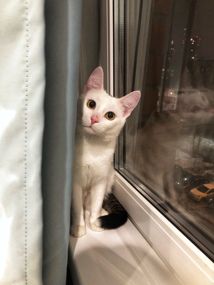 Привет! Меня зовут Финдус, рад приветствовать вас на моем канале.