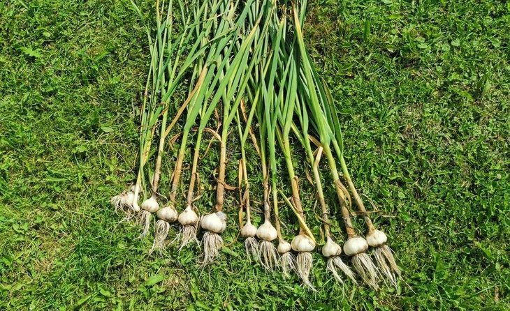    Что посадить после чеснока – 3 беспроигрышных варианта