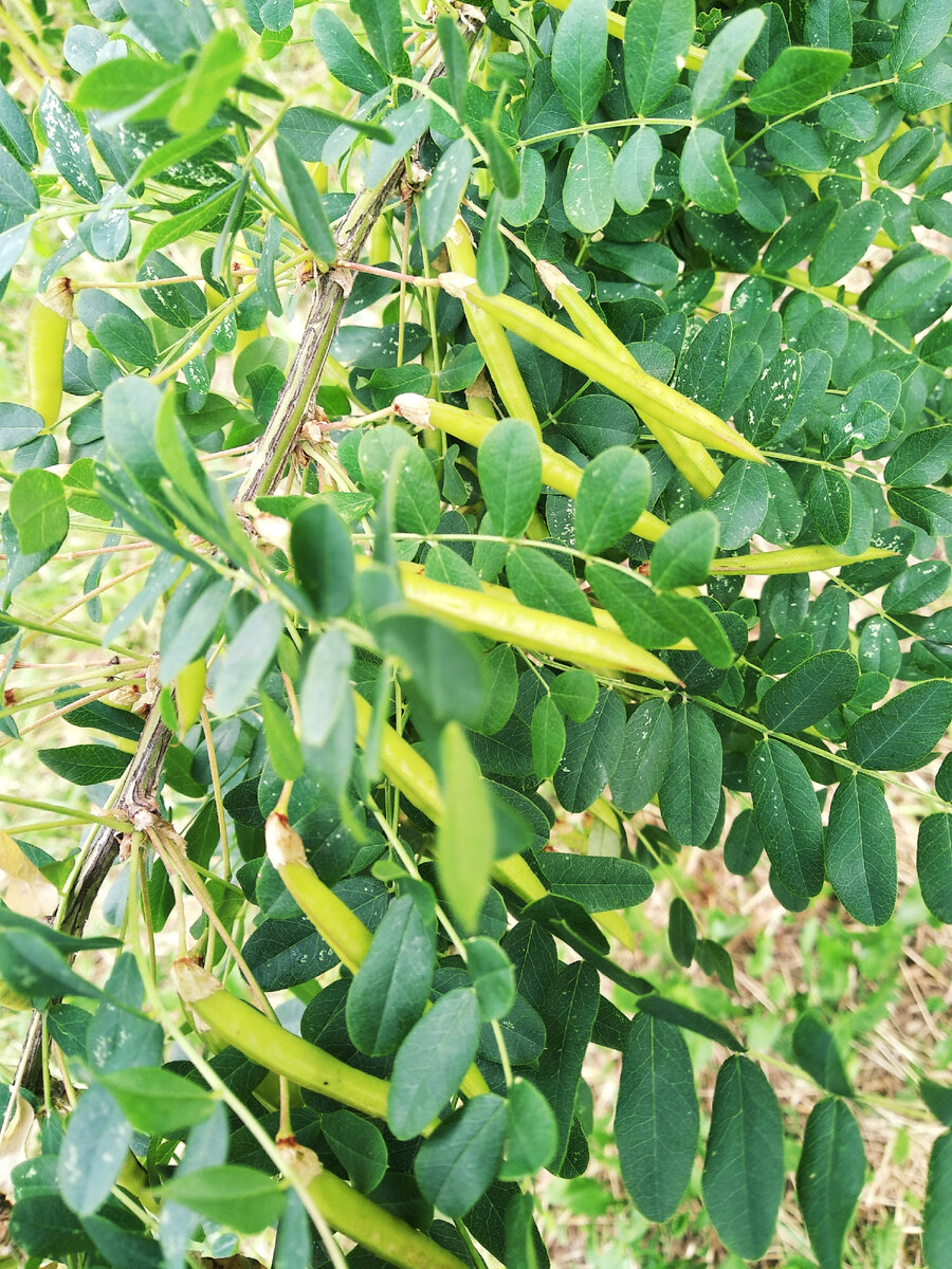 Акация ( гороховая акация  или жёлтая акация ) 