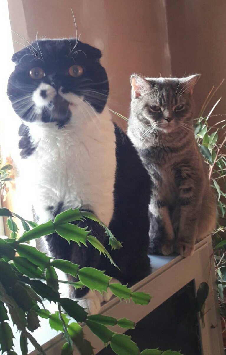 Миша и Ева- родители моего кота