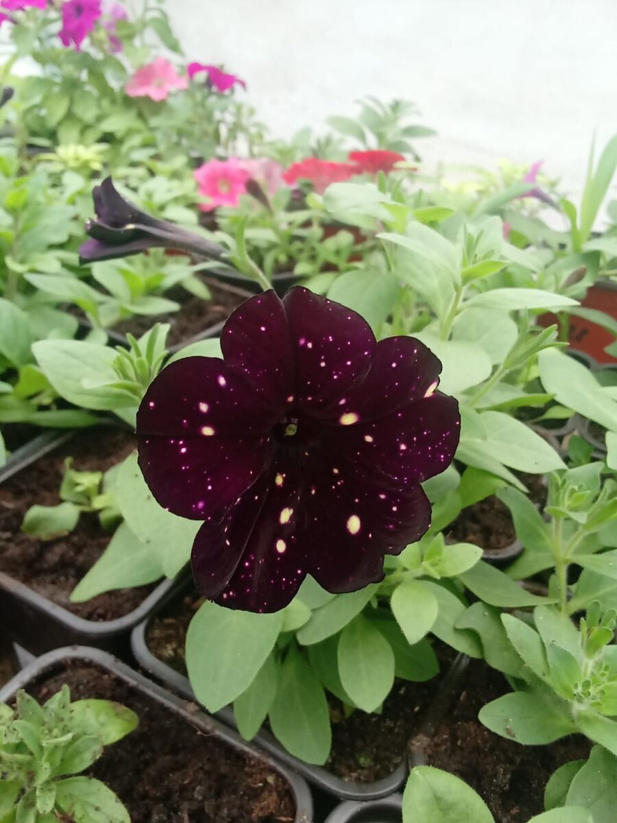 Посмотрите, какой красивый окрас у Starry Blue в рассадном возрасте (личное фото)