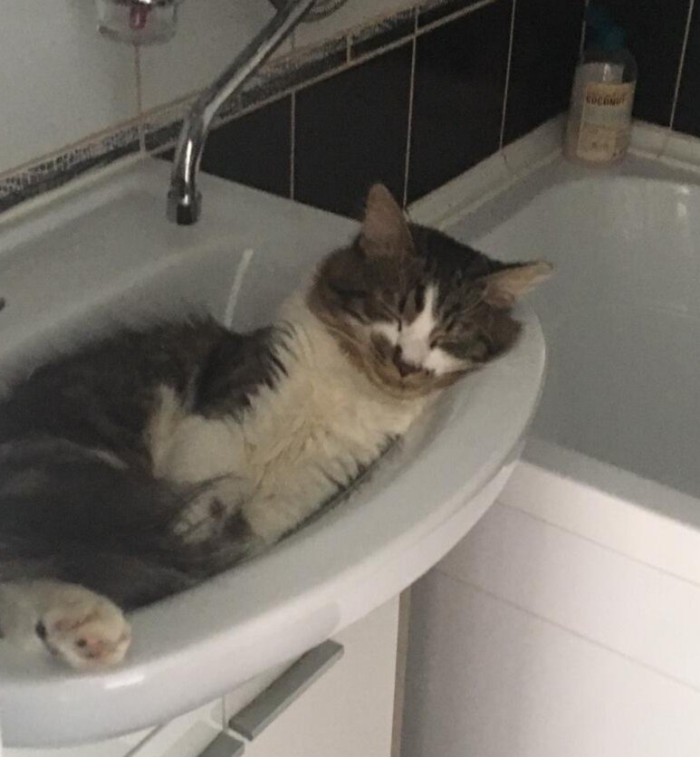 один из спасенных нами с улицы котиков счастлив в новом доме