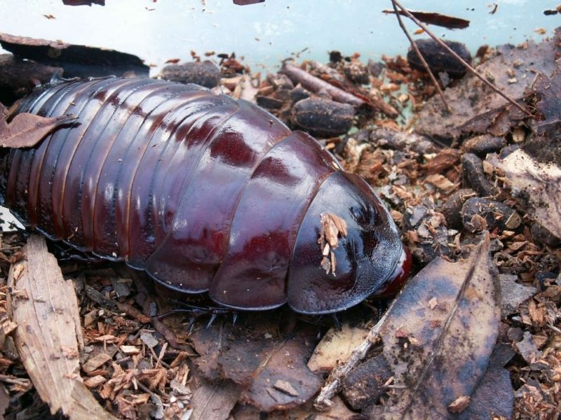 Тараканы самый. Таракан носорог. Австралийский таракан носорог. Elliptorhina laevigata.