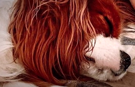 После схватки с бродячей собакой Бродский сидьно пострадал.