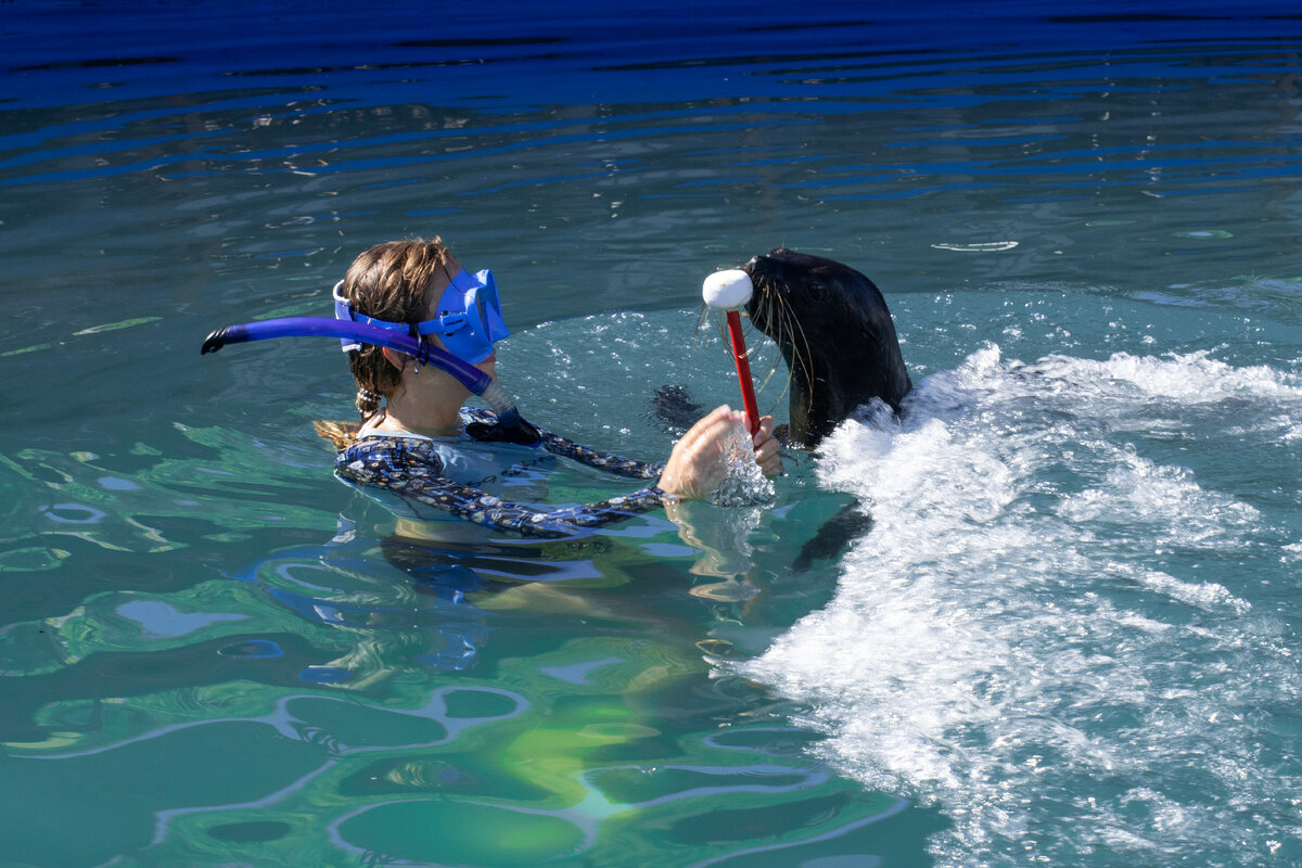 Плавание с морскими котиками. Режим замедленной съёмки на смартфон.