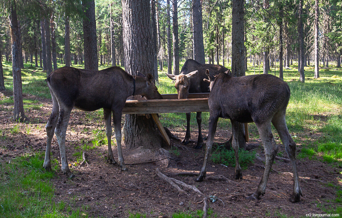 На лосеферме при Печоро-Илычском заповеднике. Якша, Республика Коми. Фото автора статьи 