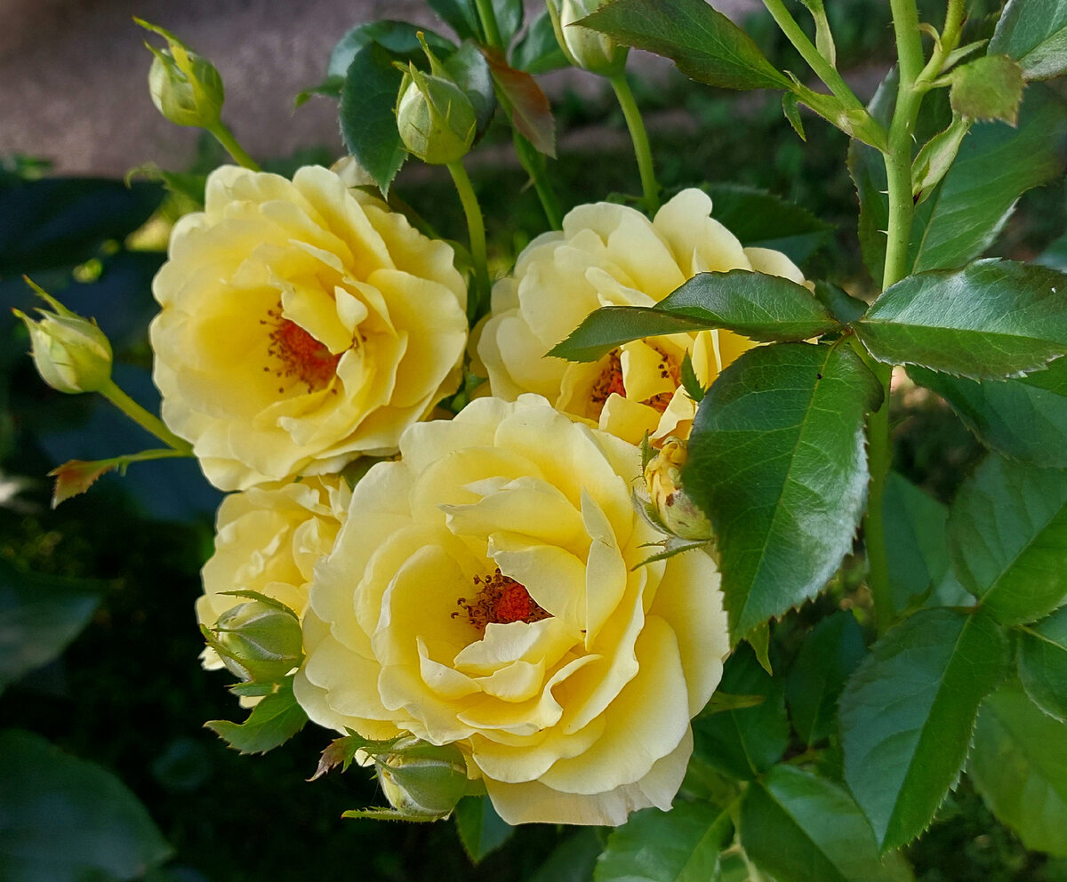 Голден Смайл. Флорибунда. Отцветает. 