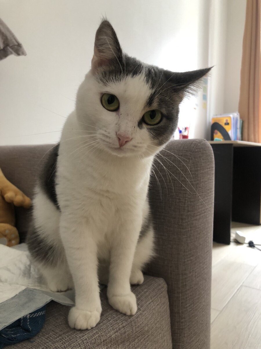 "Хозяин, ты уезжаешь?? А как же я...."